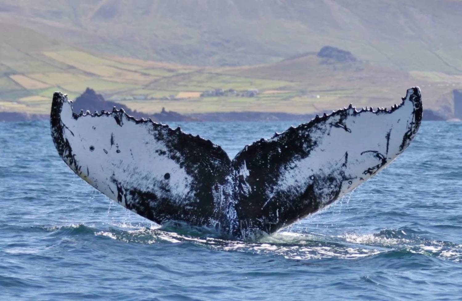 Baleine à bosse 2015 îles Blasket
