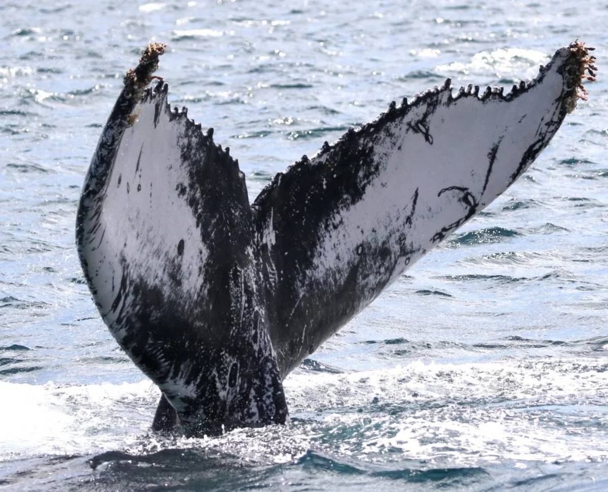 Baleine à bosse 2019 Cap Vert
