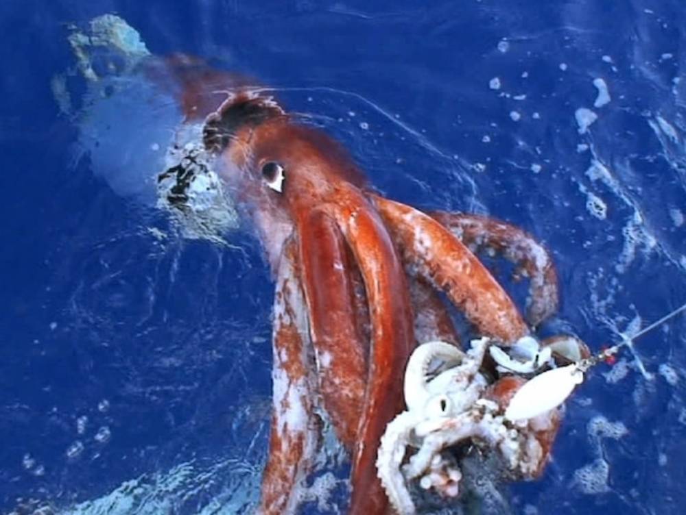Calamar géant appâté