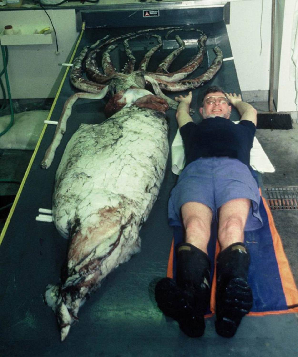Comparaison taille calamar géant