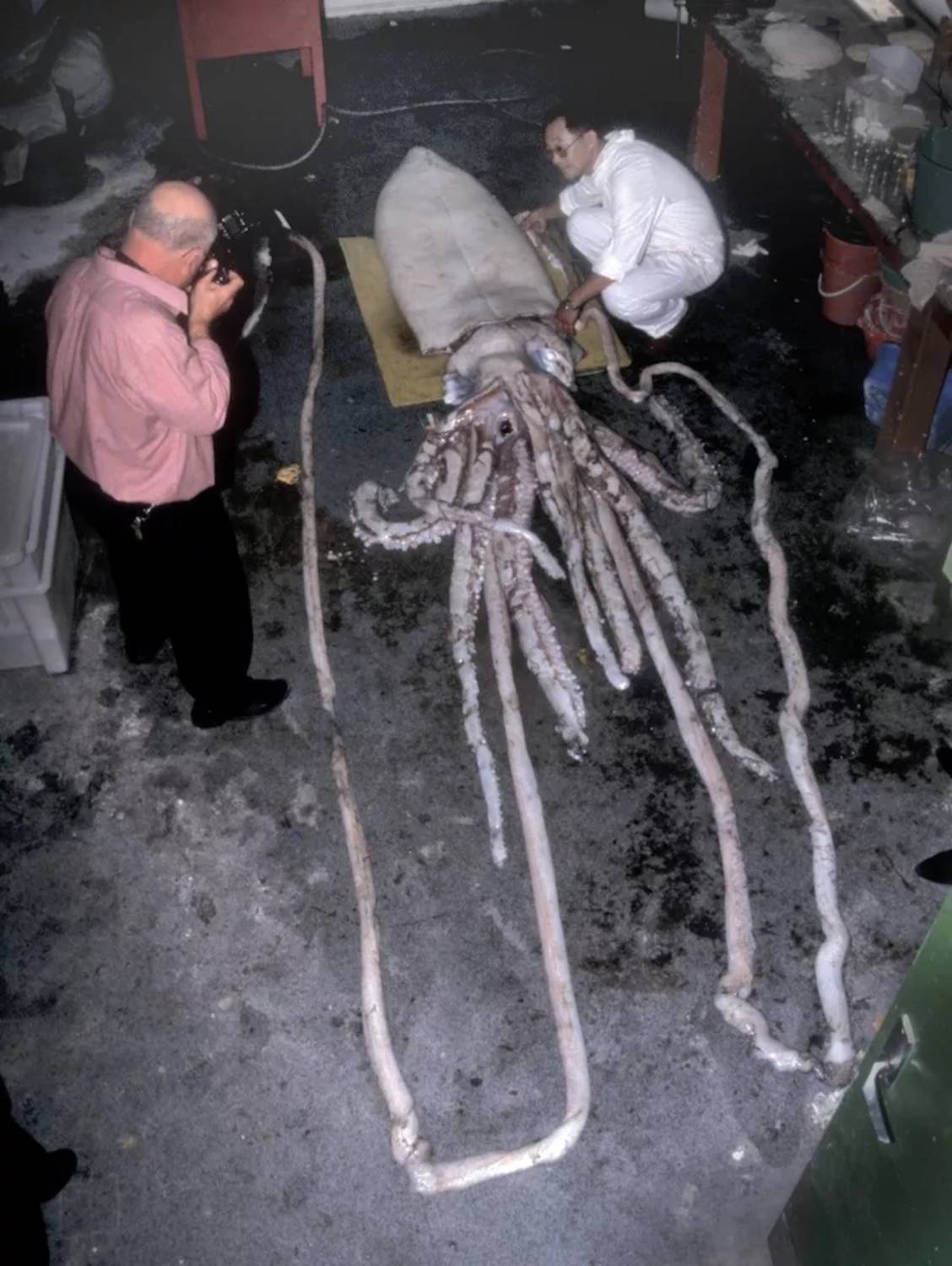 Dépouille calamar géant