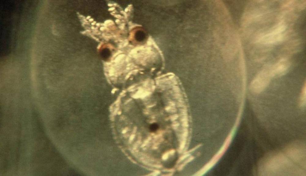 Embryon calamar géant