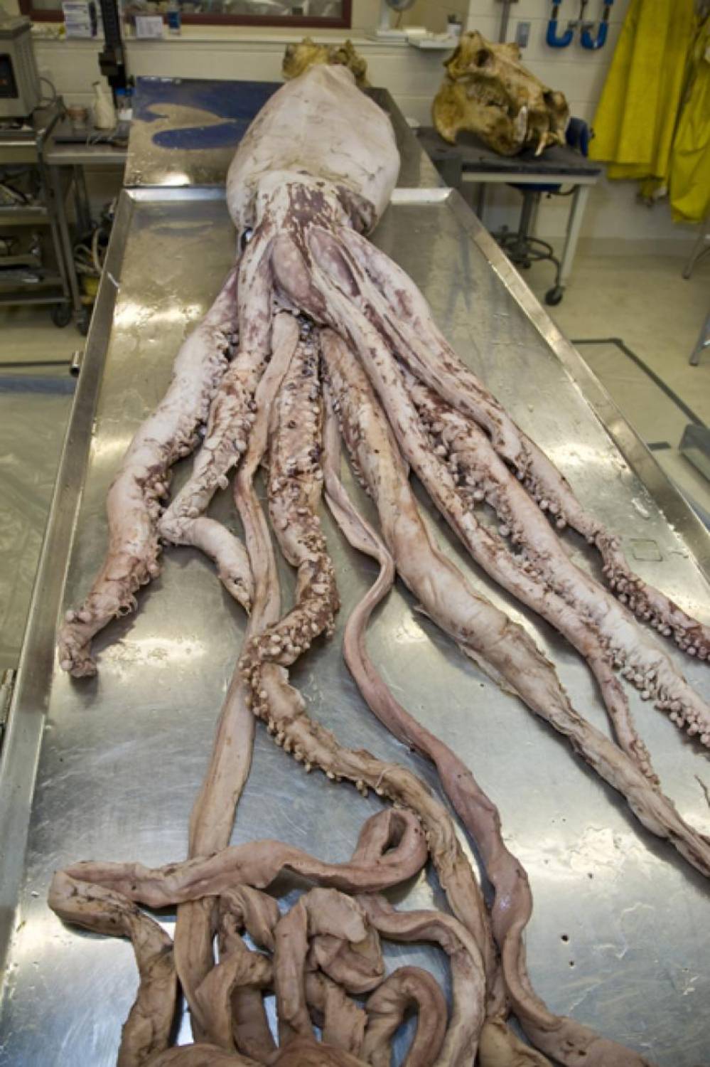Femelle calamar géant