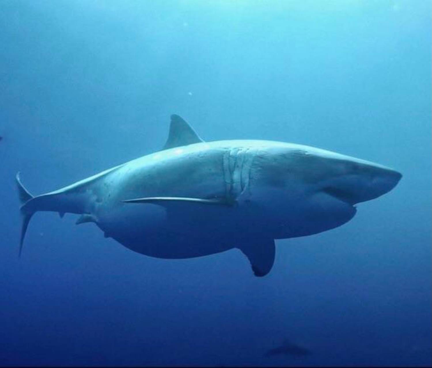 Femelle requin blanc enceinte