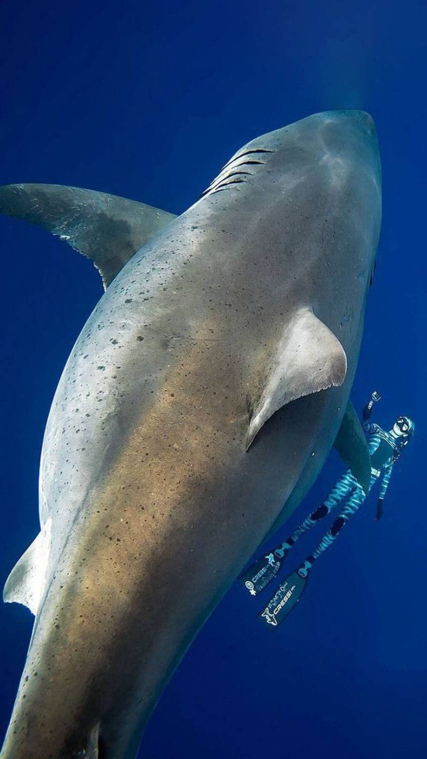 Le plus grand requin du monde Deep Blue