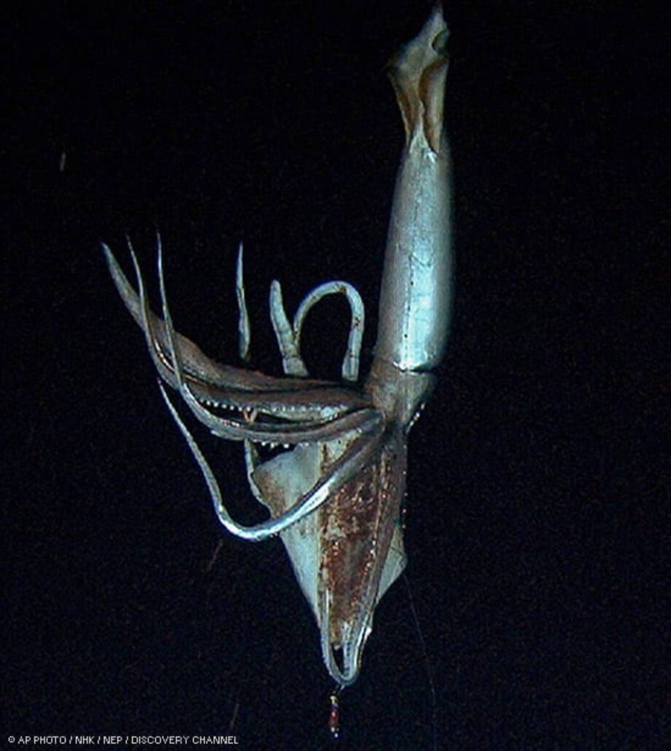 Longévité calamar géant
