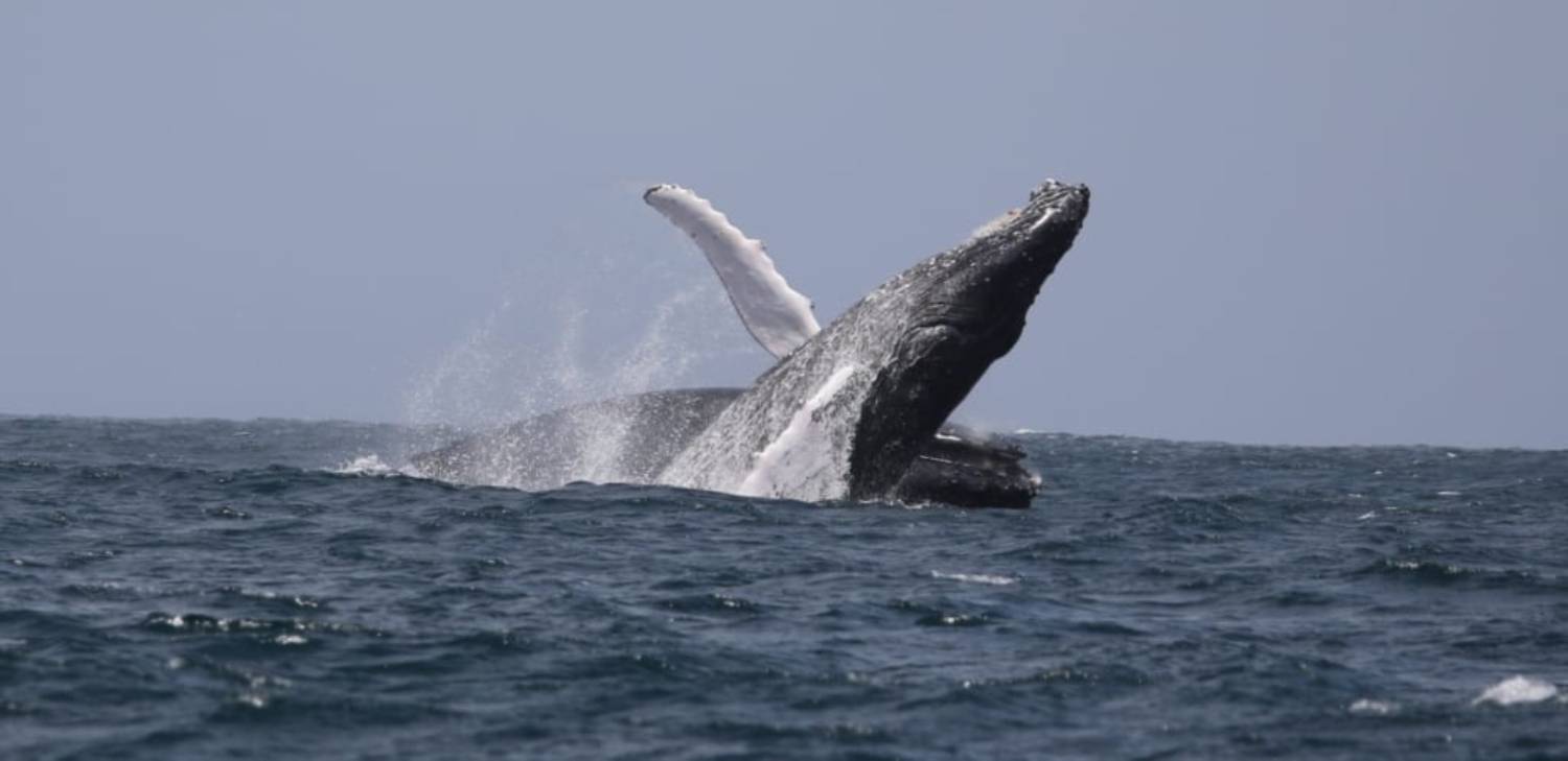 Migration Baleine à Bosse D’Irlande Au Cap Vert