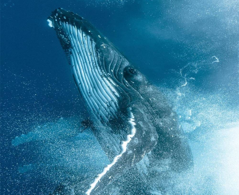 Migration baleine filet à bulles