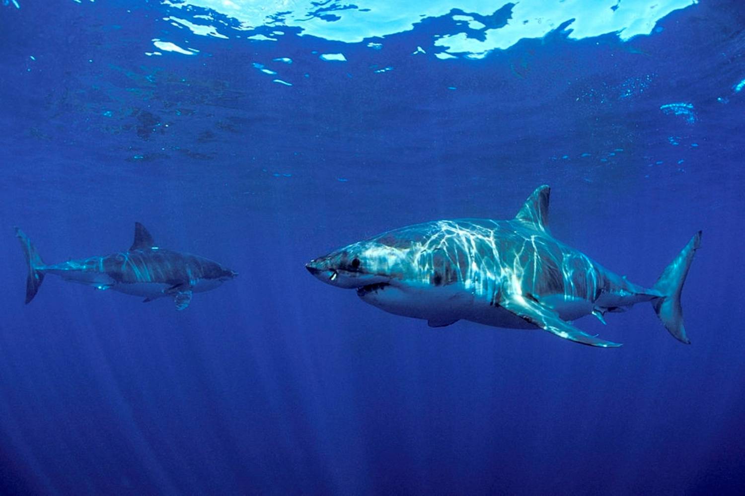 Les Mystères De La Reproduction Requin Blanc