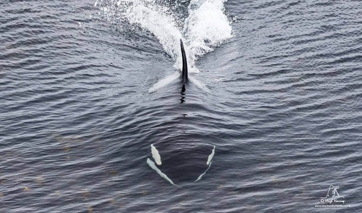 Îles Shetland orque