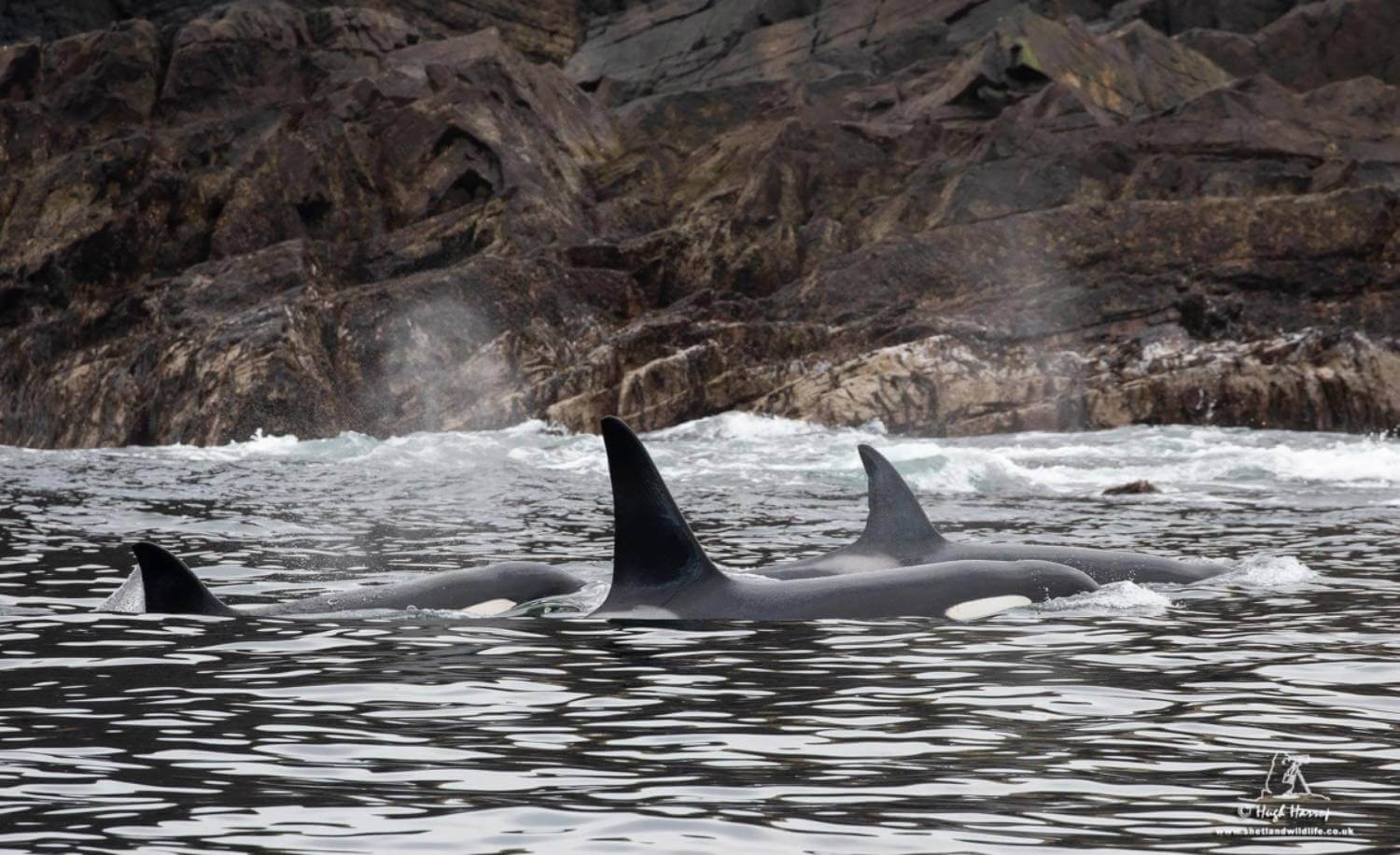 Îles Shetland pod orques