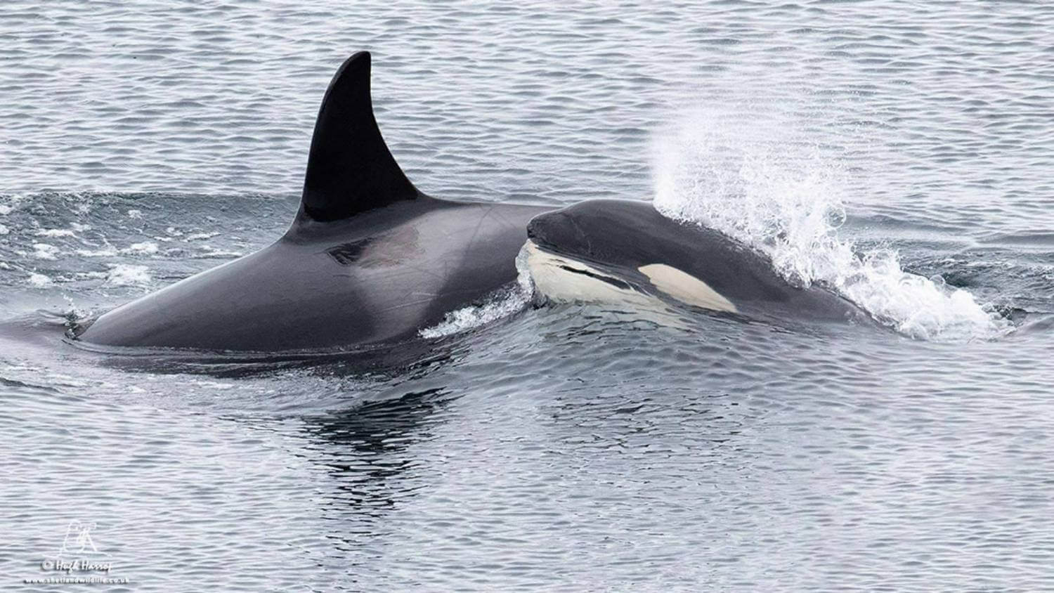 Orque et bébé orque îles Shetland