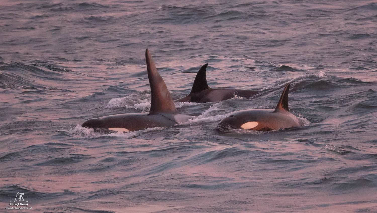 La Chasse Au Phoque Par L’orque Des îles Shetland