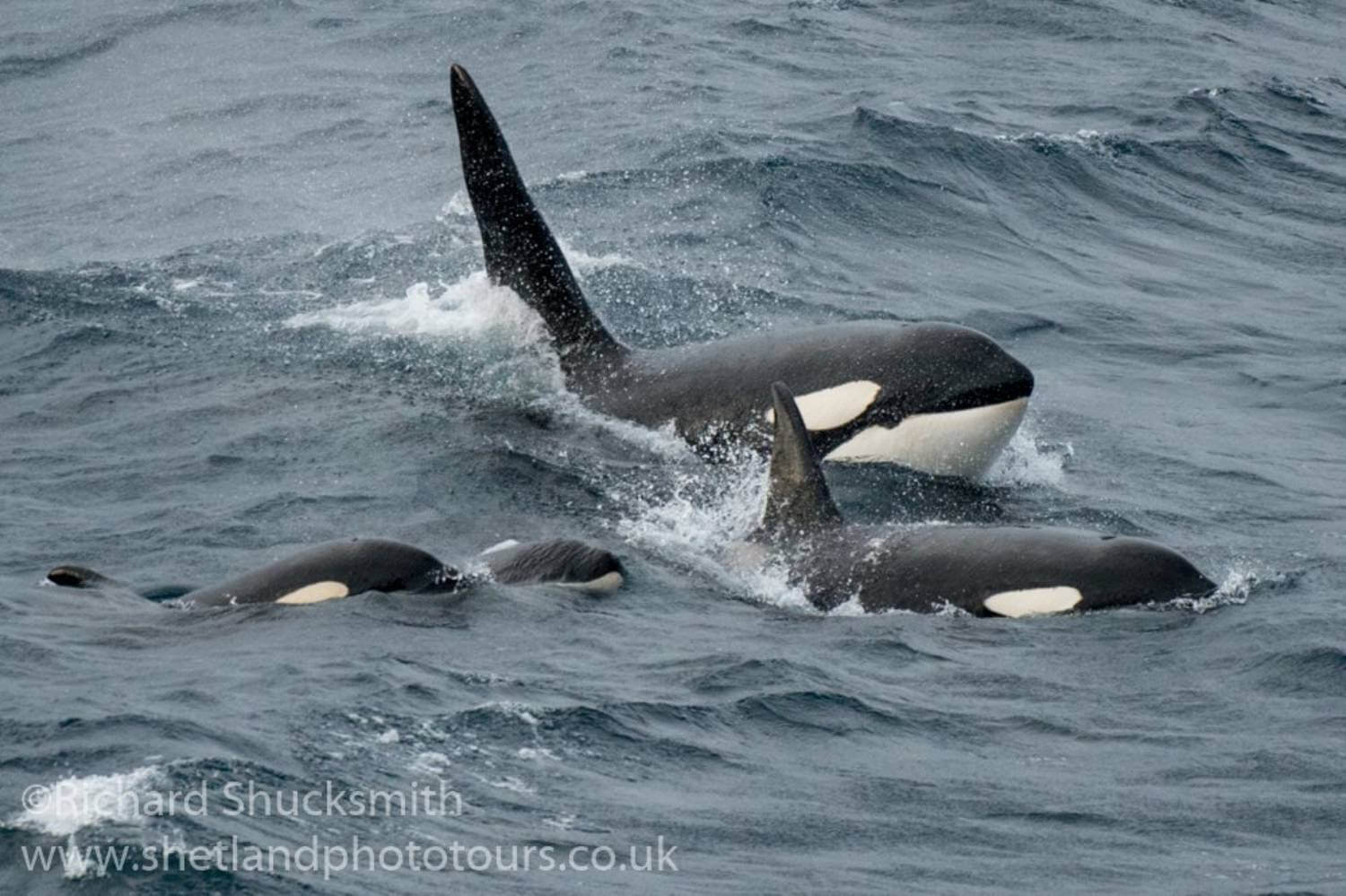 Orques des Shetland Islands