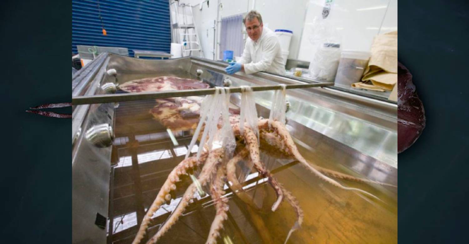 2007 calamar colossal