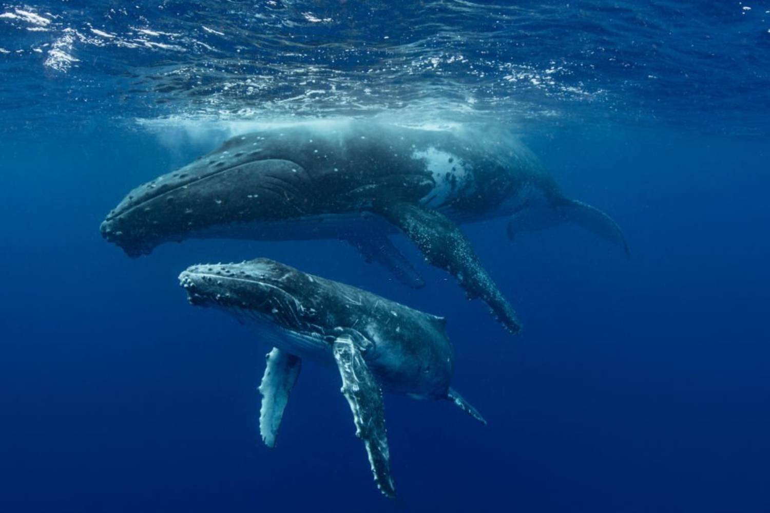Baleine à bosse et baleineau 1