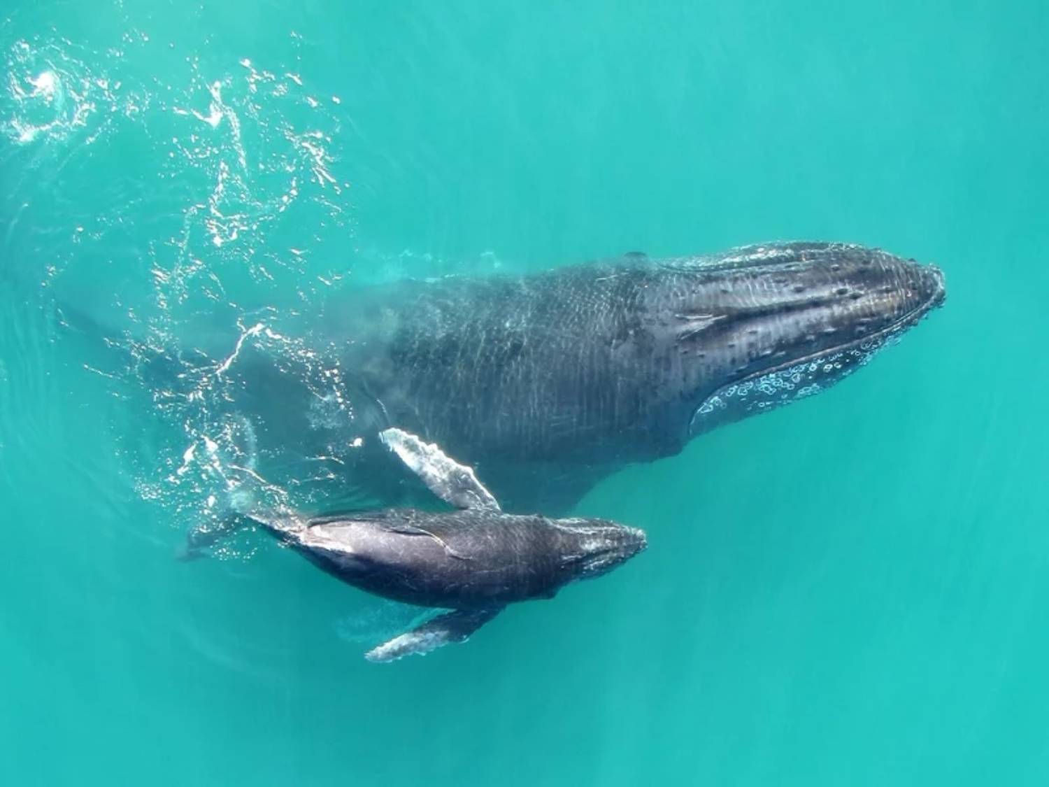 Baleine à bosse et baleineau 10
