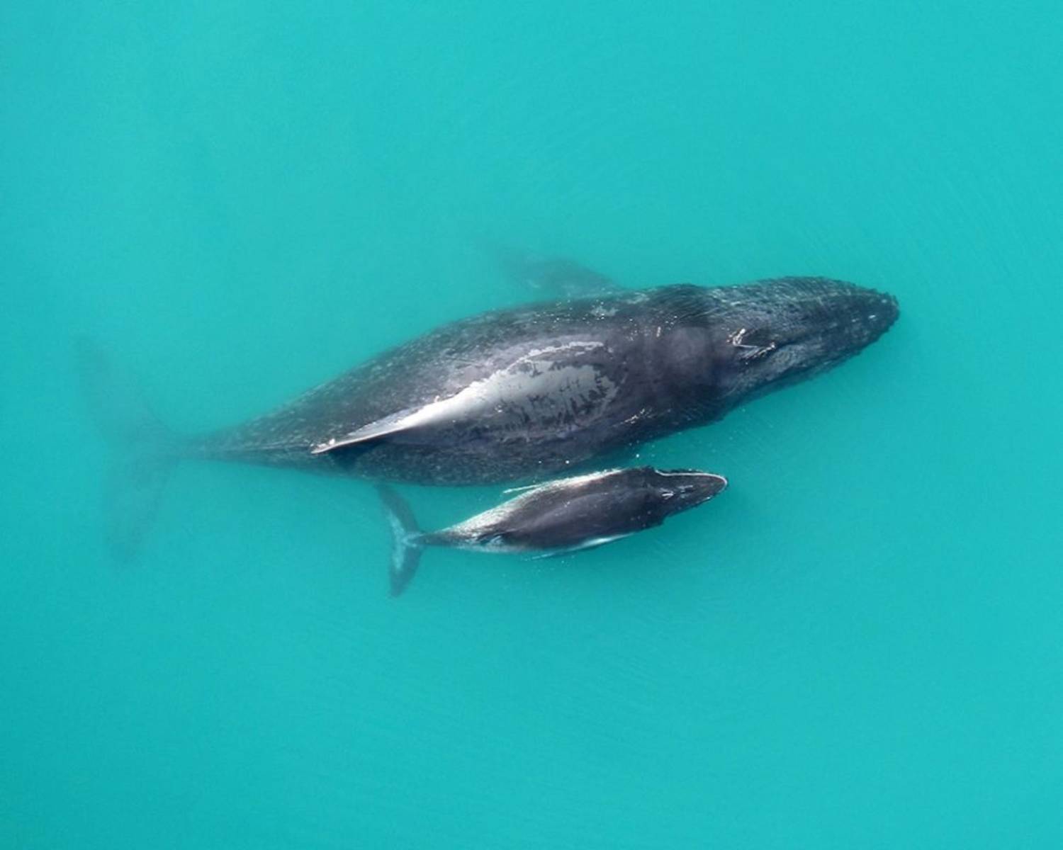 Baleine à bosse et baleineau 11