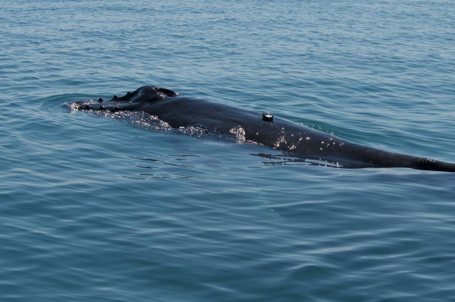 Baleine à bosse et baleineau 12