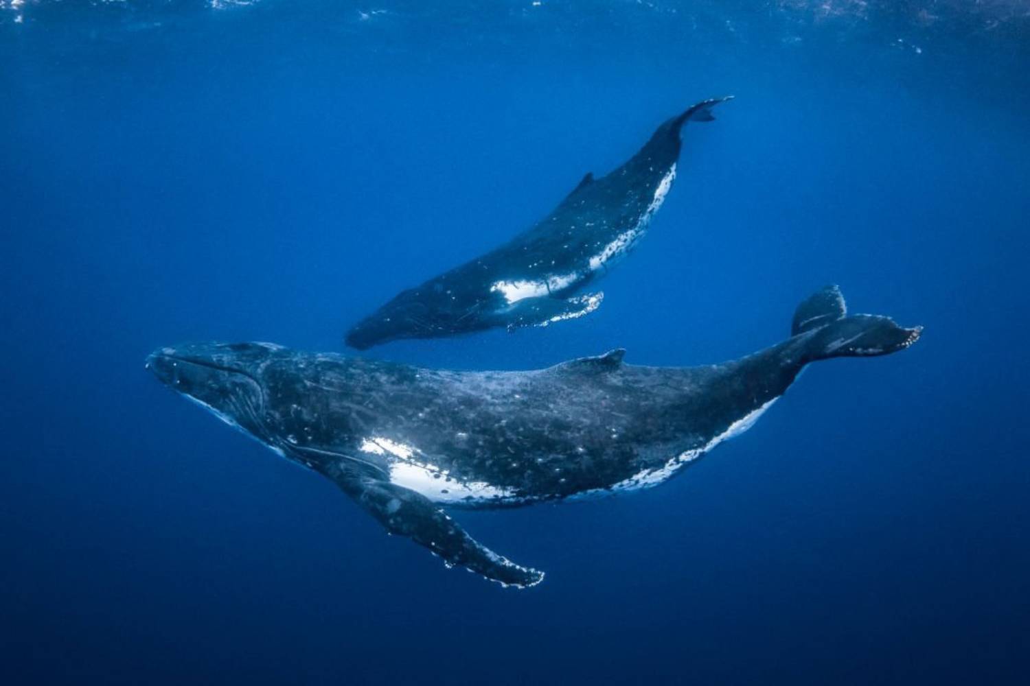 Baleine à bosse et baleineau 3