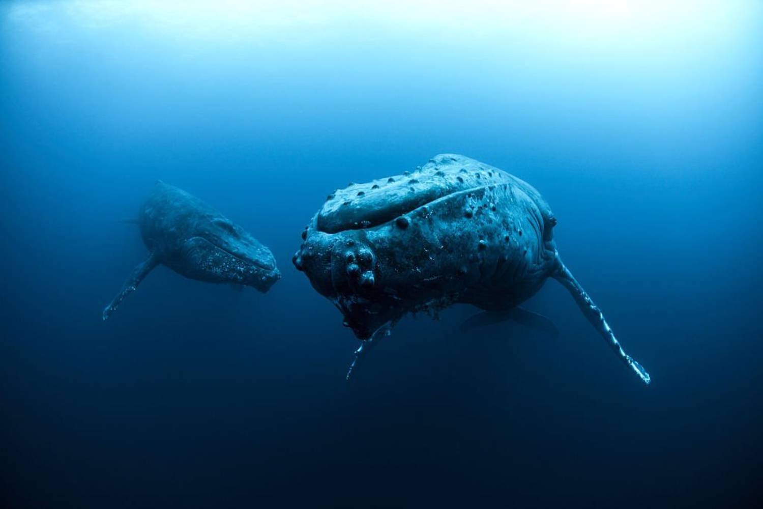 Baleine à bosse et baleineau 4