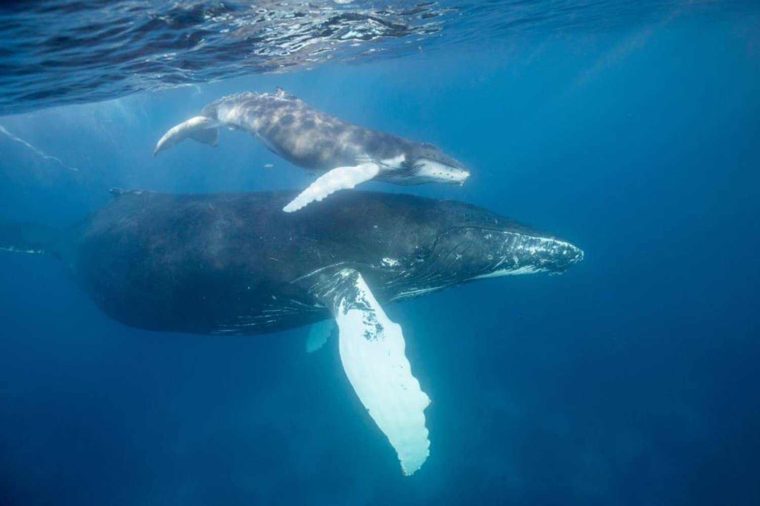 Baleine à bosse et baleineau 5