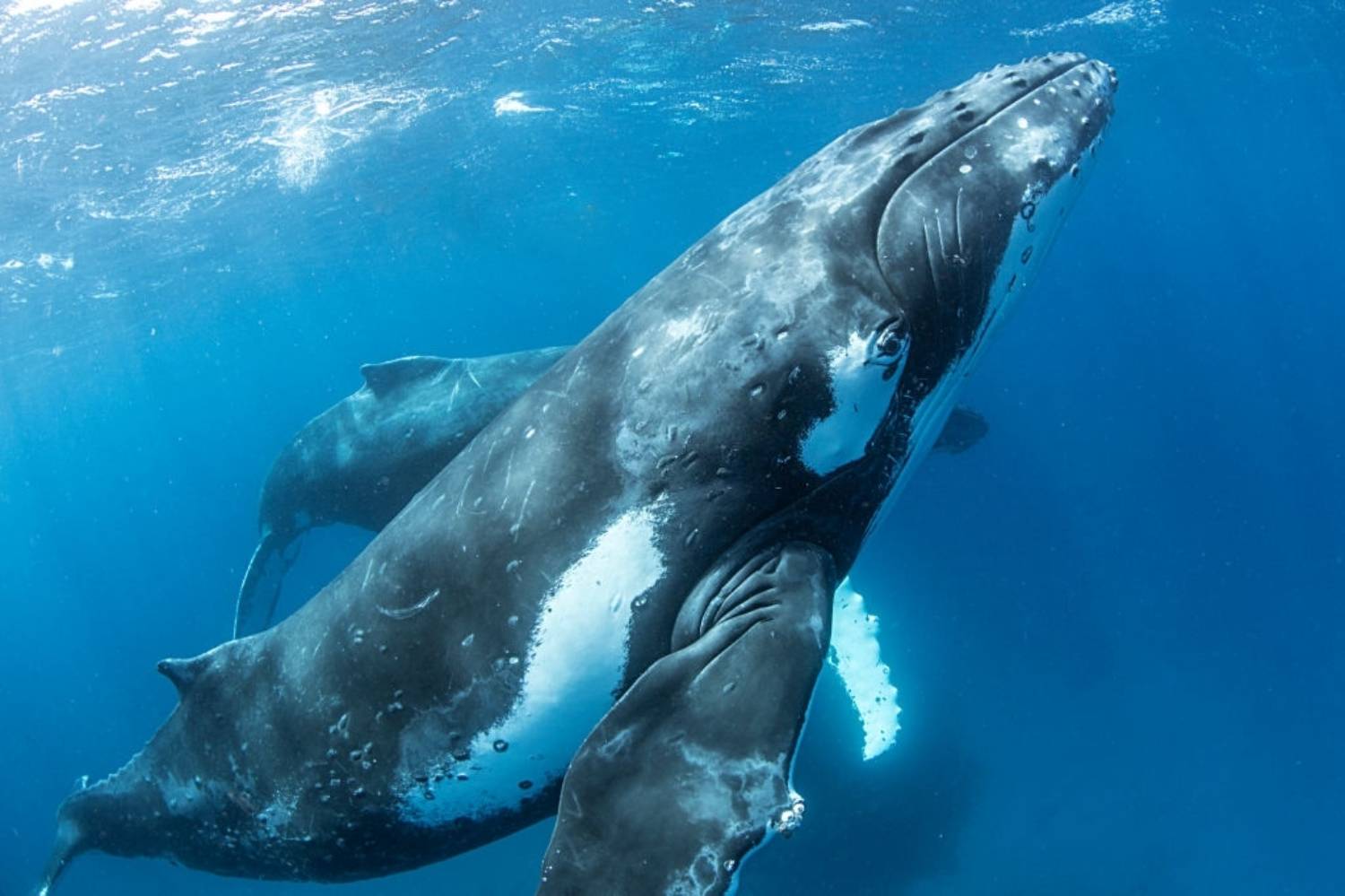 Baleine à bosse et baleineau 7