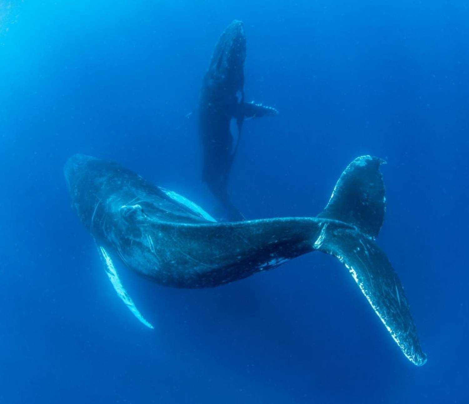 Baleine à bosse et baleineau 8