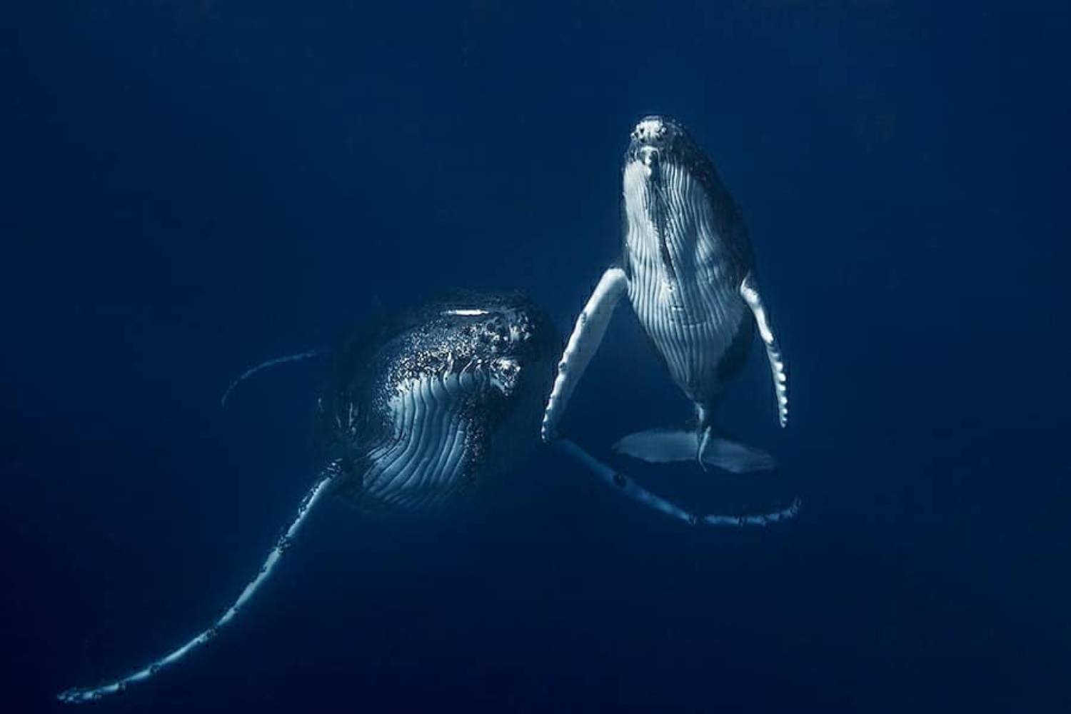 Baleine à bosse et baleineau 9