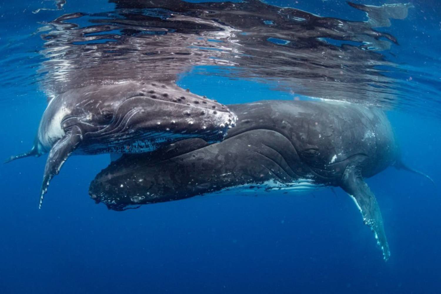 Les Intrigants Chuchotis Entre La Baleine à Bosse Et Son Baleineau