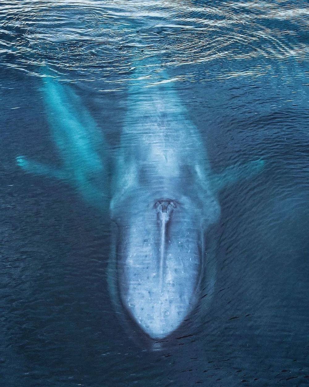 Caca de baleine bleue