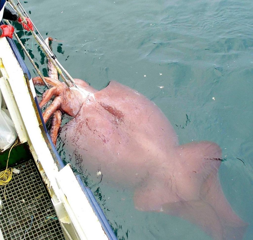 Calmar colossal, tout savoir sur Mesonychoteuthis hamiltoni