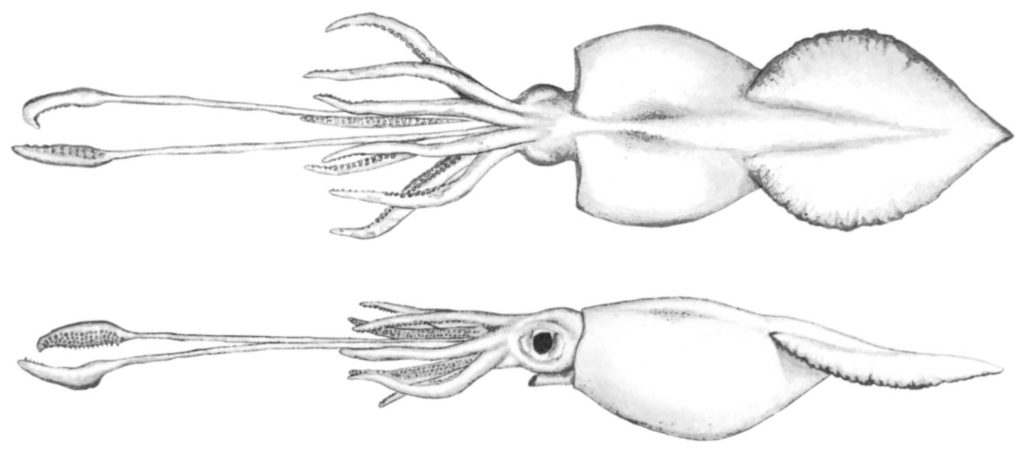 Calmar colossal, tout savoir sur Mesonychoteuthis hamiltoni