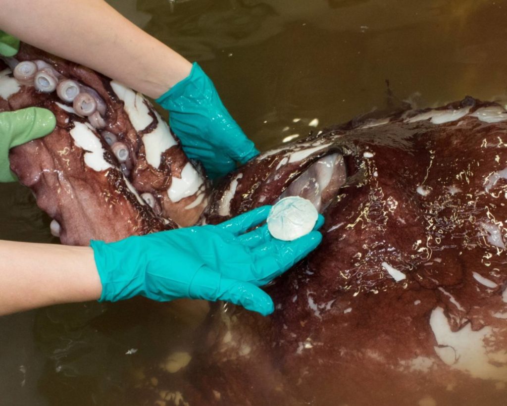 Calmar colossal, tout savoir sur Mesonychoteuthis hamiltoni
