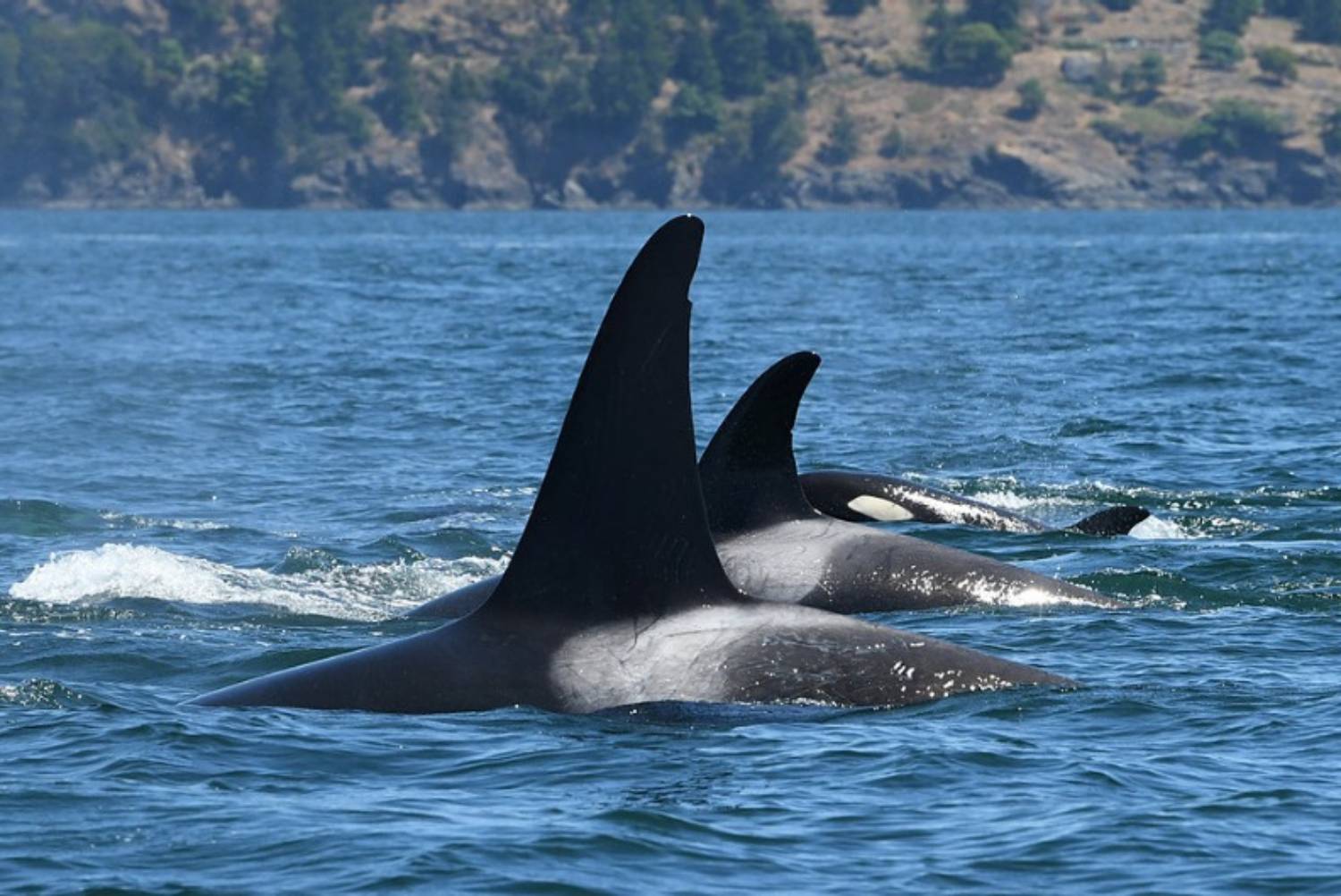 Famille orques Haro Strait