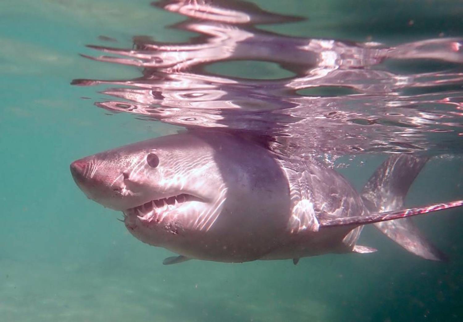 Le Sauvetage De Fluffy, Bébé Requin Blanc échoué Sur Une Plage Australienne