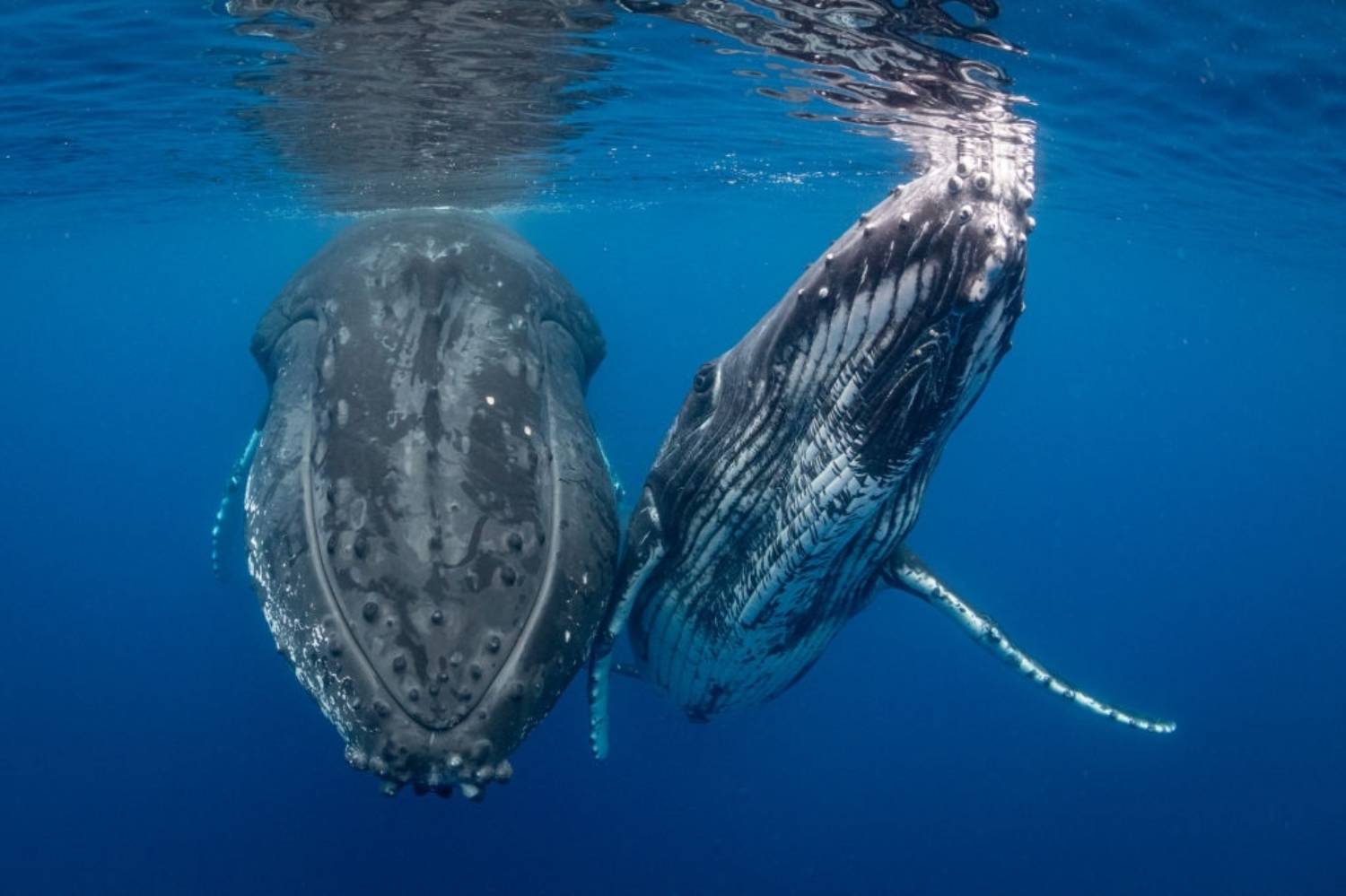 Reproduction baleine à bosse 1