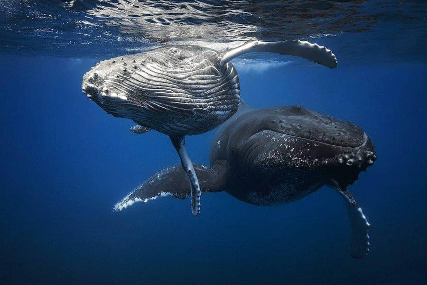 Reproduction baleine à bosse 10
