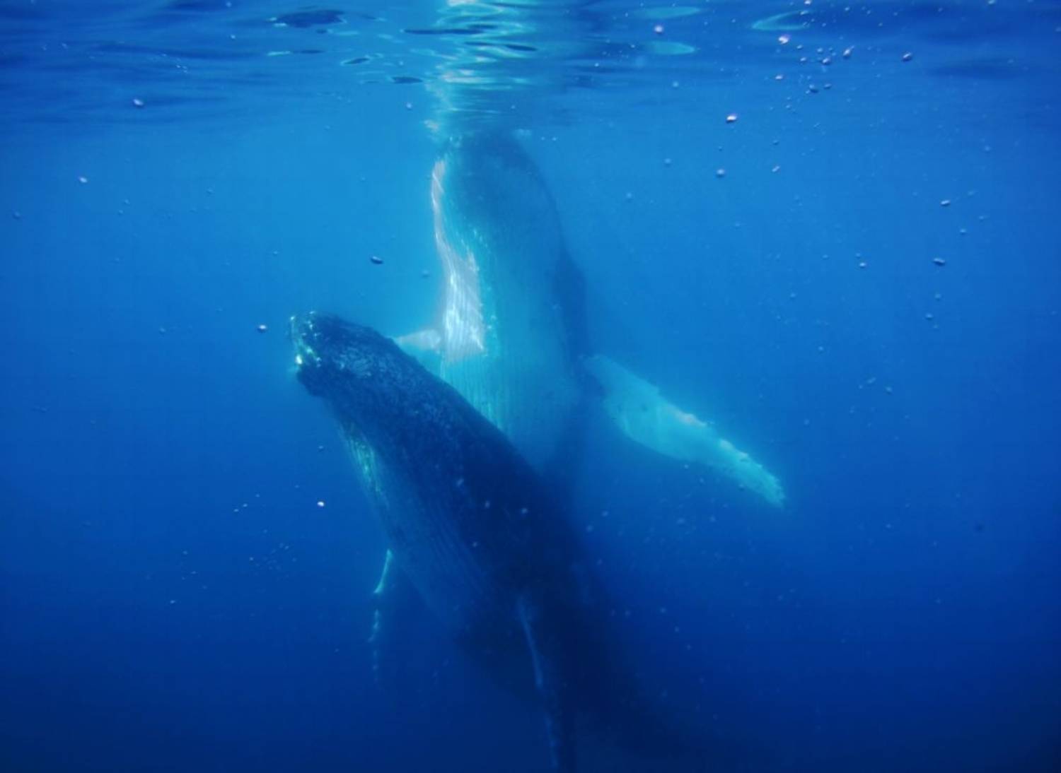 Reproduction baleine à bosse 12