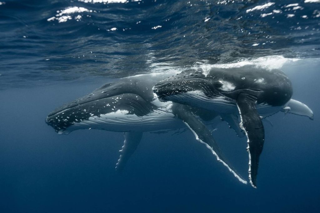 Les petits secrets de la reproduction baleine à bosse