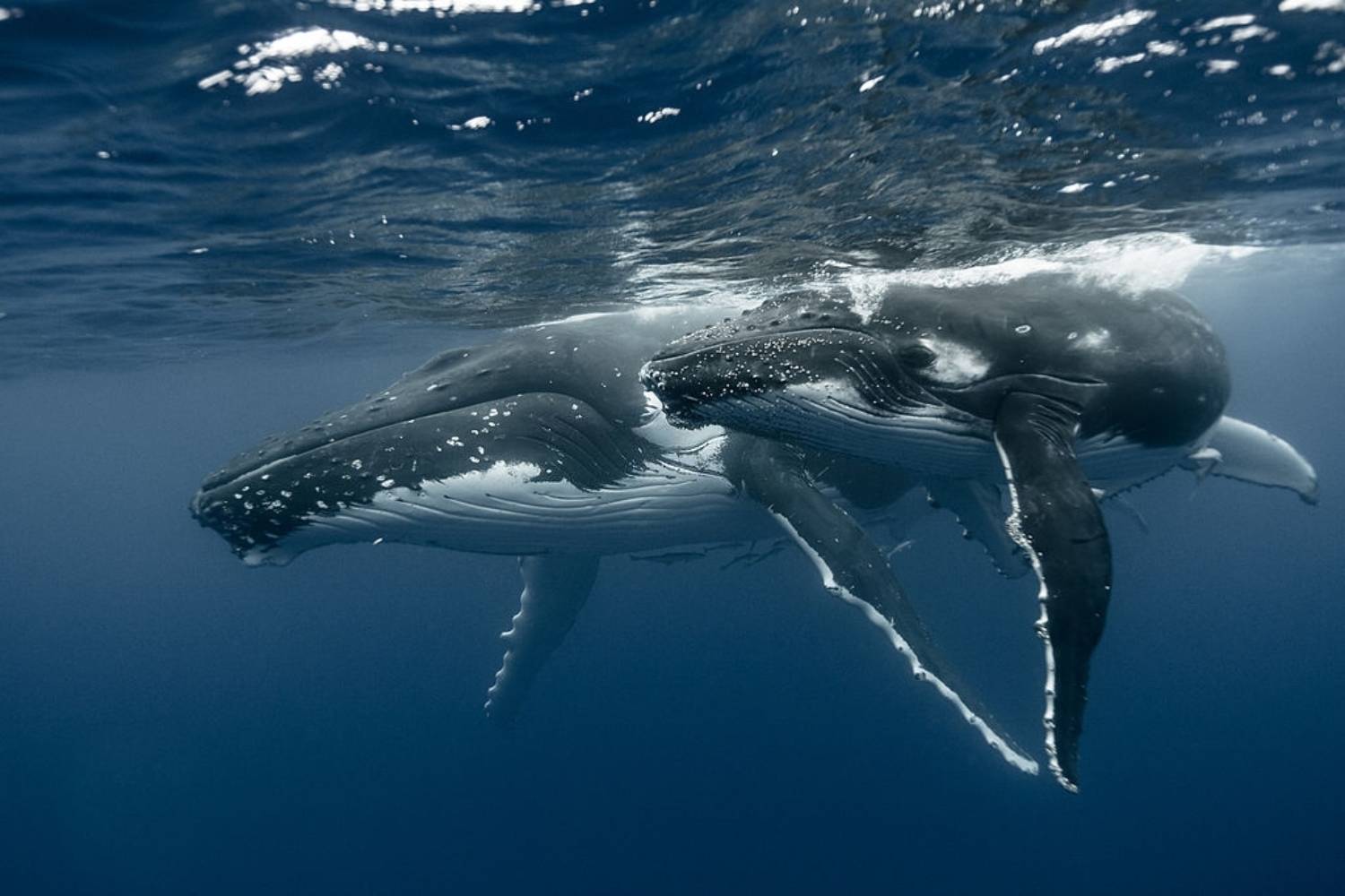 Reproduction baleine à bosse 13