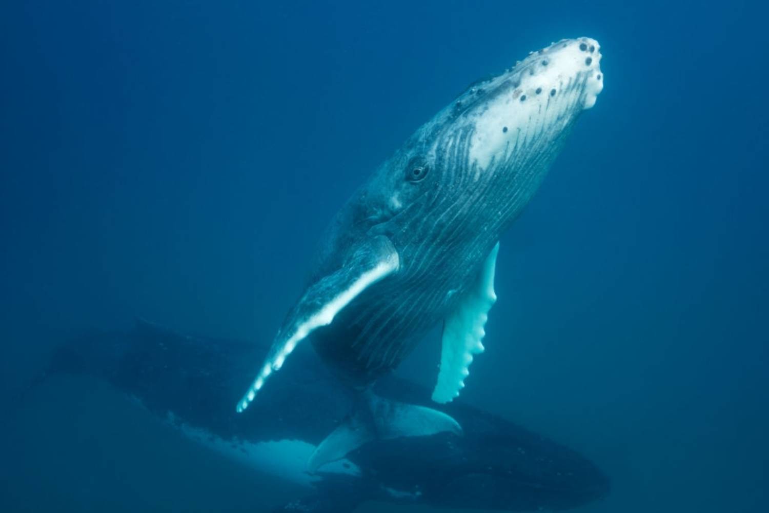 Reproduction baleine à bosse 4