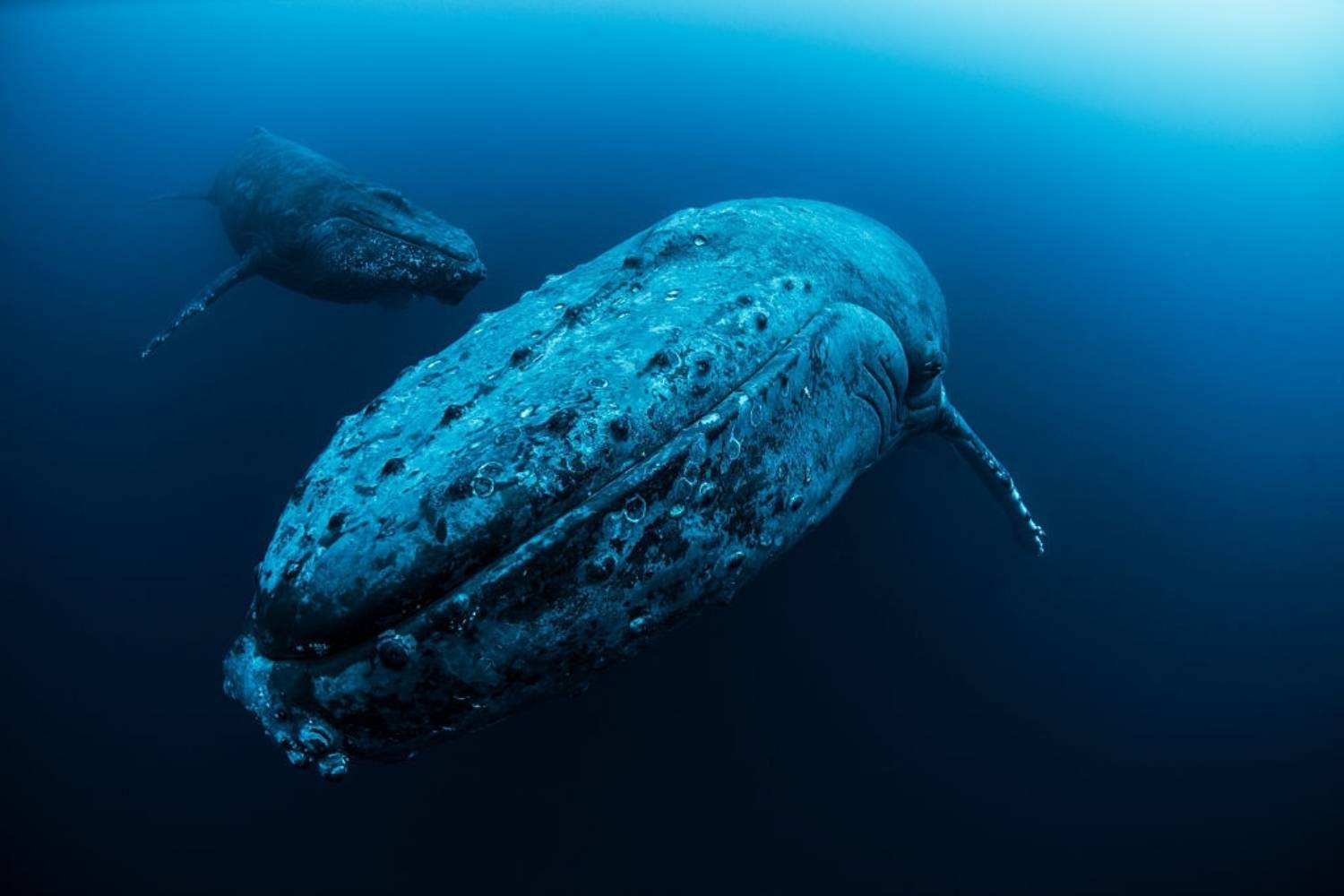 Reproduction baleine à bosse 5