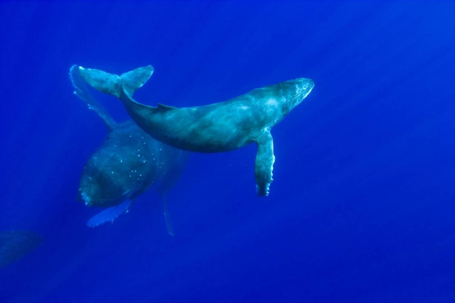 Reproduction baleine à bosse 6