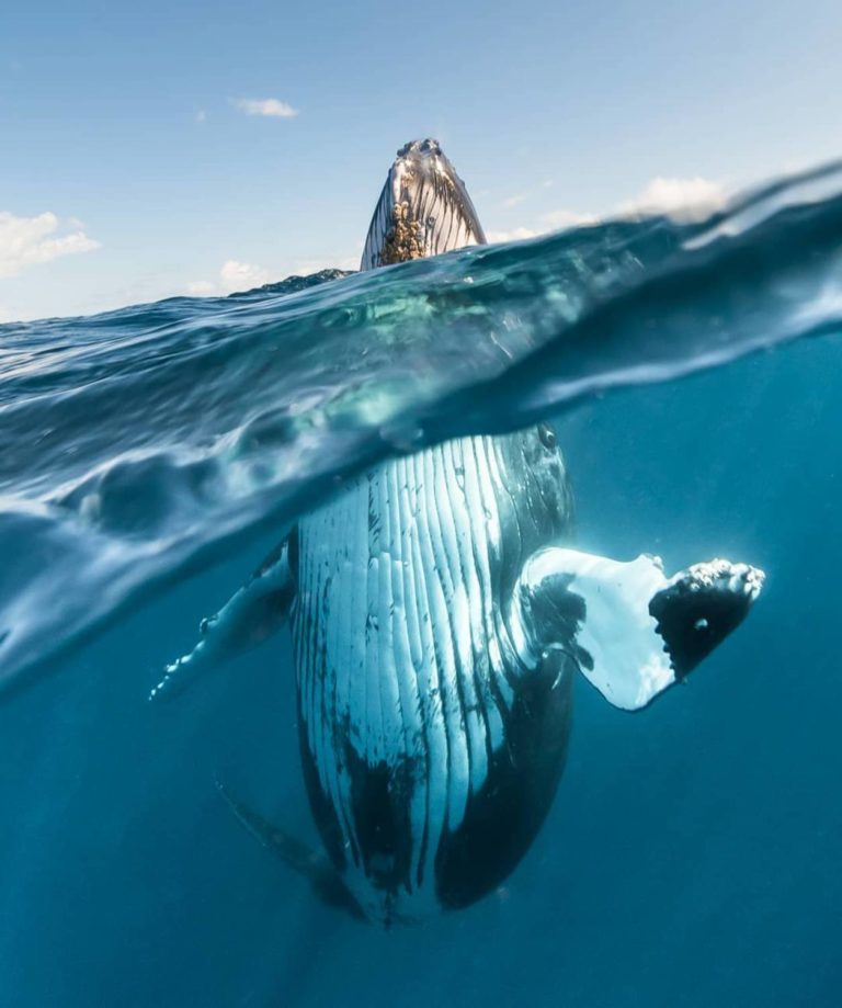 Les petits secrets de la reproduction baleine à bosse