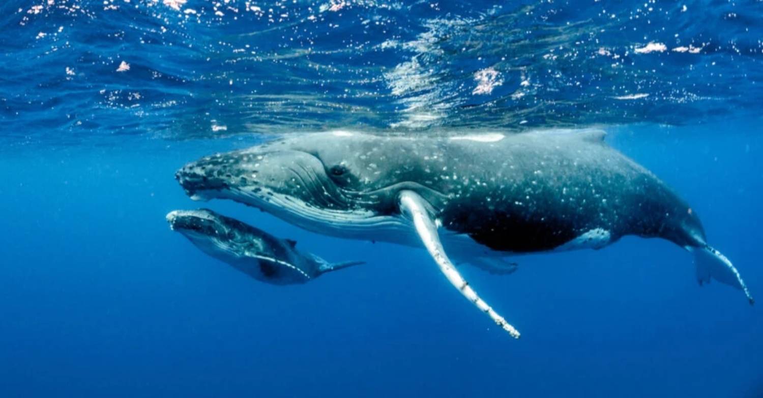 Reproduction baleine à bosse