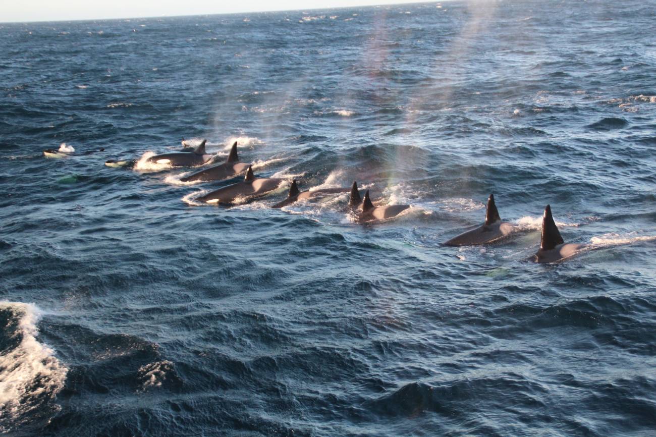 Reproduction orques Islande