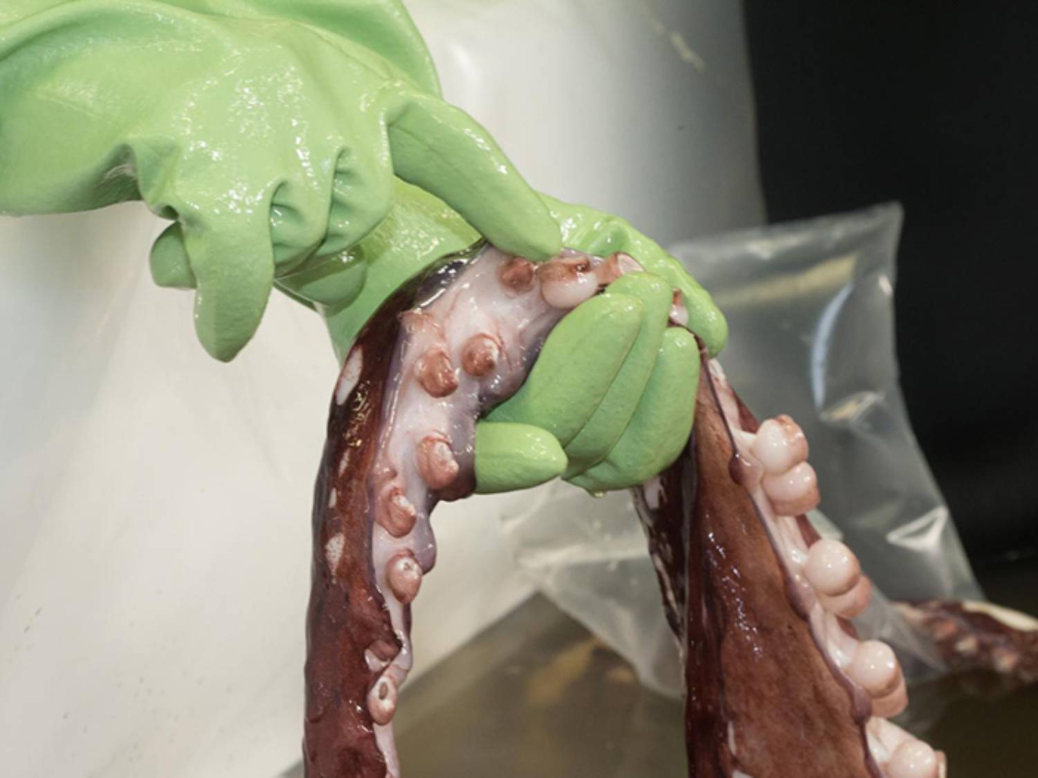 Tentacule du calamar colossal