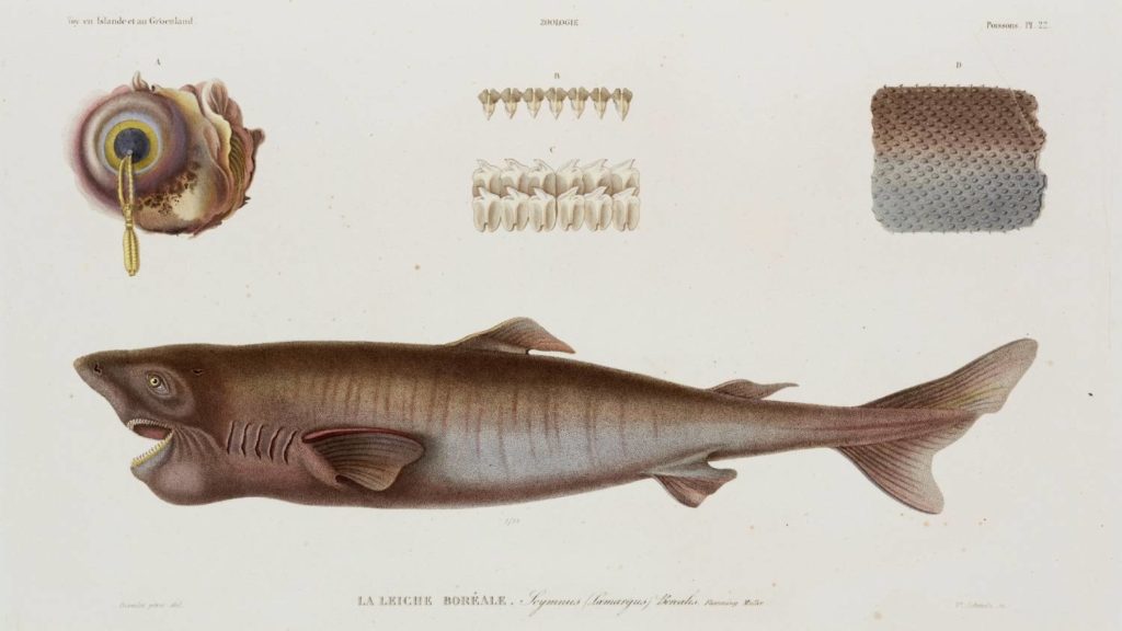 Requin du Groenland, tout savoir sur Somniosus microcephalus