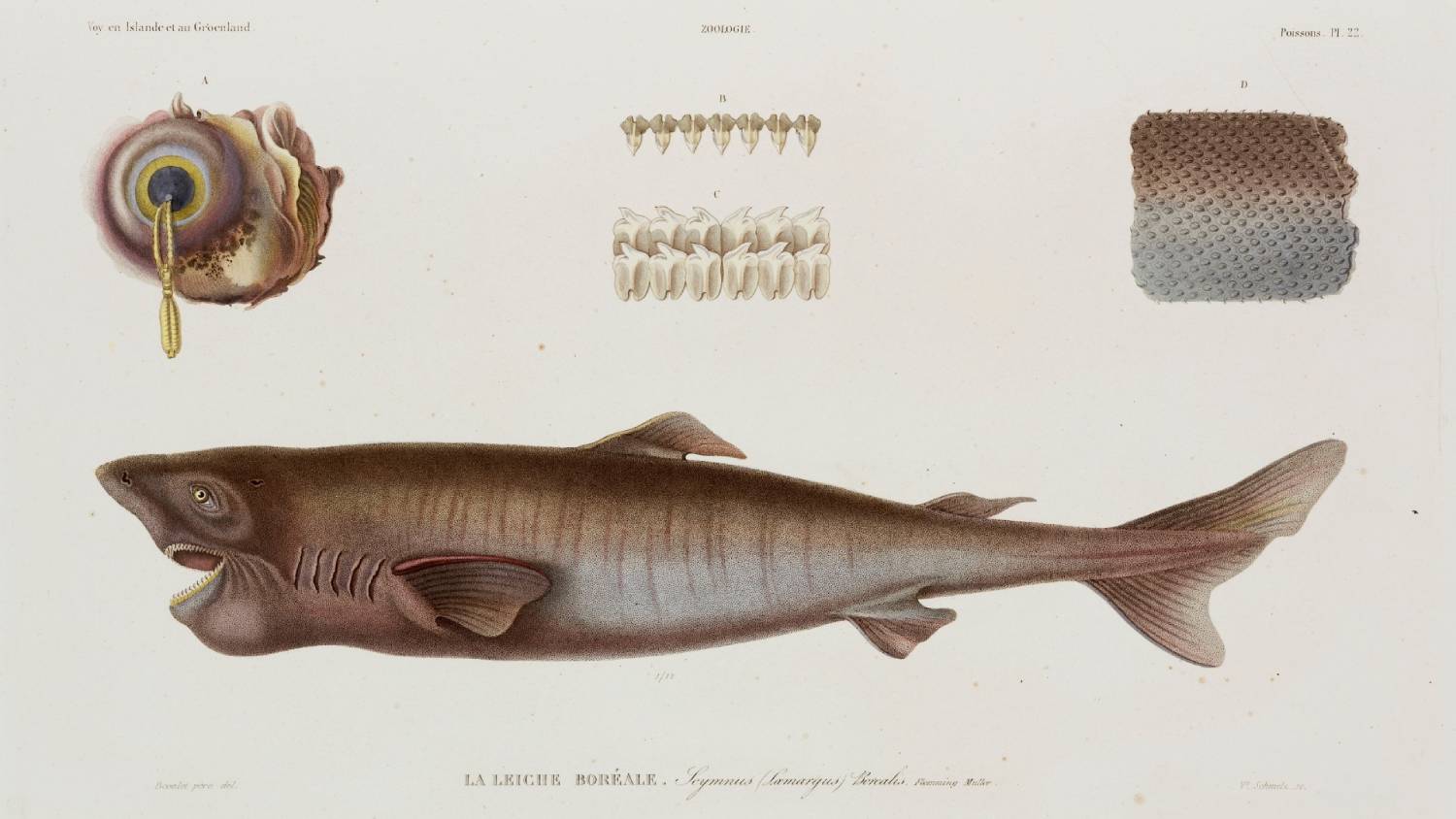 Illustration 19e siècle requin du Groenland